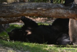 Lazy Bear