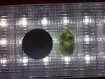 IMG-20111113-01720.jpg