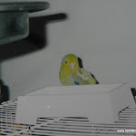 Old Budgie Pics 025.JPG