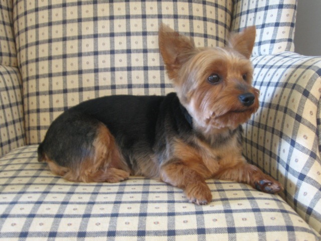 [Grooming%2520before%2520and%2520afters%2520015%255B2%255D.jpg]