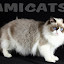 RAGDOLLAMICATSBENGALMAINECOONEXOTICO