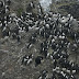 Common.murres.dscn9891
