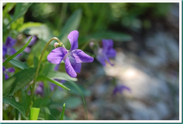 Violets and Leaves profile