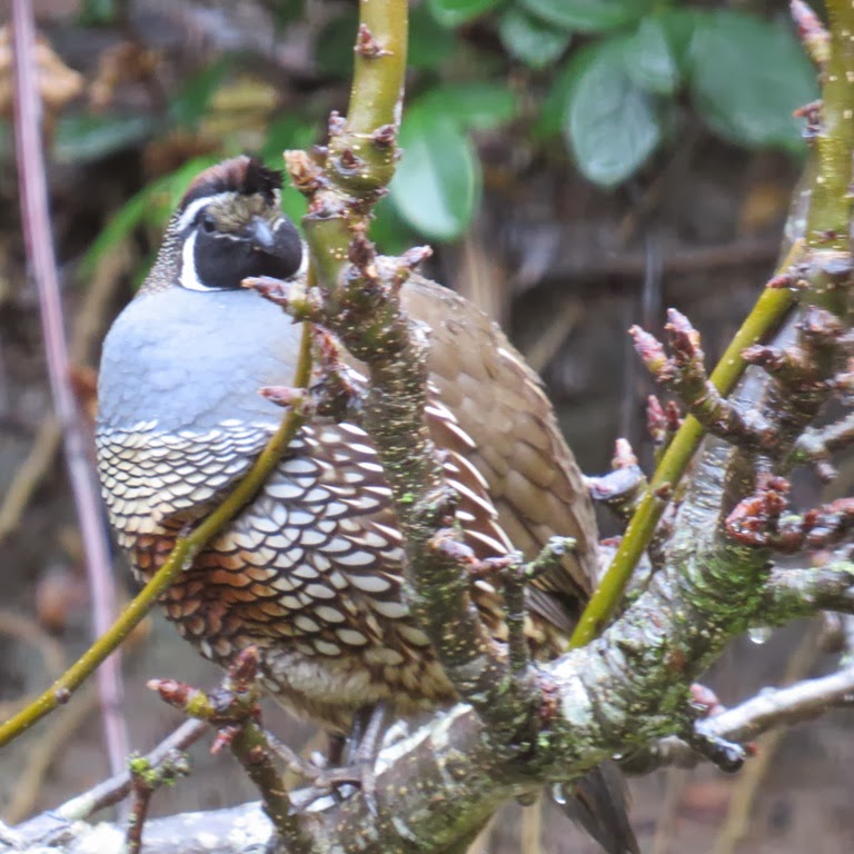 [Quail%2520in%2520pear%2520tree.%2520CrystalHarling%255B3%255D.jpg]