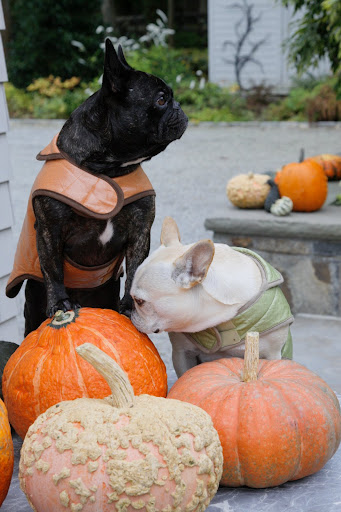 Sharkey, we really need to stand our gourd - I mean our ground!