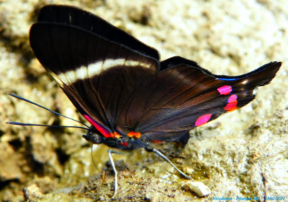 Lépidoptères de Pitangui au Minas Gerais - Riodinidae : Riodinini : Rhetus periander arthuriana (SHARPE, 1890). Pitangui (MG, Brésil), 23 janvier 2011. Photo : Nicodemos Rosa