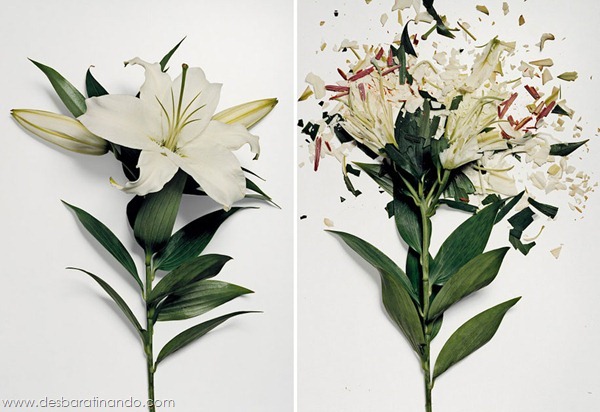 broken-flowers-soaked-in-liquid-nitrogen-shattered-desbaratinando (5)