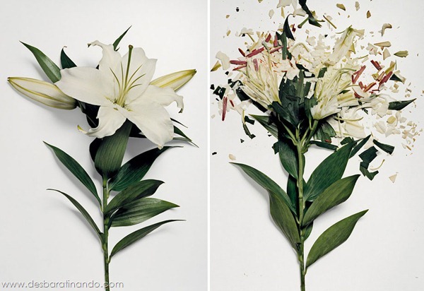broken-flowers-soaked-in-liquid-nitrogen-shattered-desbaratinando (5) broken-flowers-soaked-in-liquid-nitrogen-shattered-desbaratinando (5)