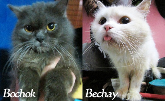 Meet our new Persian cats Bochok and Bechay