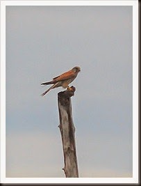 DSC_0622 DSC_0622