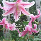 Stargazer Lily