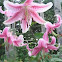Stargazer Lily