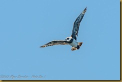 Pomarine Jaeger