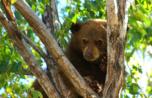 cliff creek bear 075