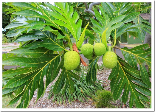 130718_MauiNuiBotanicalGardens_021