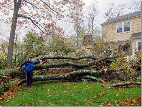 uncool-tree-sandy