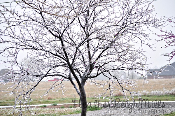 April 2013 Ice Storm April 2013 Ice Storm