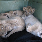 lion18.jpg