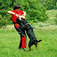 Hodowla Rottweilerów Toro Negro Rottweiler-002.jpg