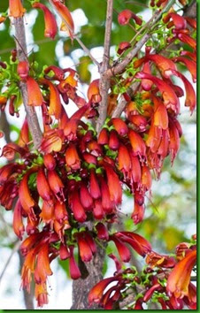 Halleria-lucida- Halleria-lucida-