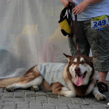 Pet Express Doggie Run 2012 Philippines. Jpg (254).JPG