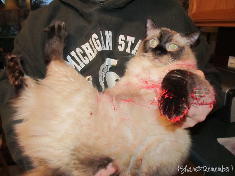 [paintcat2sm%255B3%255D.jpg]