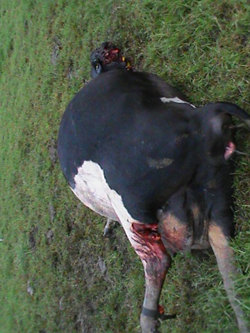 [Tsitsikamma%2520cattle%2520mutilations%25202%2520Apr72012%2520Bakkes%2520farm%255B3%255D.jpg]