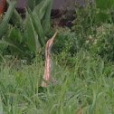 Pinnated Bittern