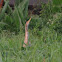 Pinnated Bittern