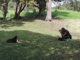 Cães em foco 1 (40)