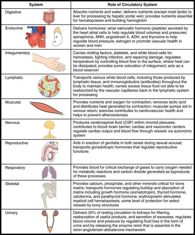 Interaction of the Circulatory System with Other Body Systems