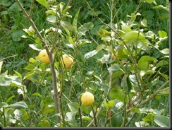 Lemon Tree
