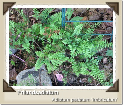 Frilandsadiantum_1 Frilandsadiantum_1