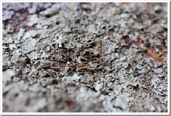 Lichenscapes (3)