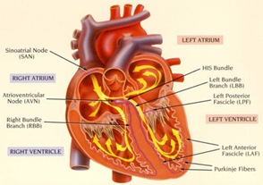 Human Heart 