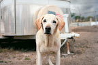 The Four-Legged First Responders of 9/11
