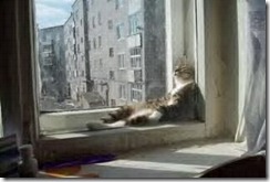 window cat