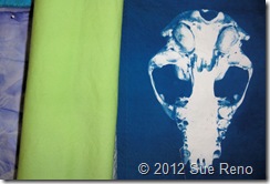 Sue Reno, Raccoon Skull Cyanotype SueReno_RaccoonSkullCyanotype