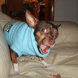 The Dog Gnarls