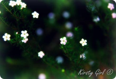 flowers flowers