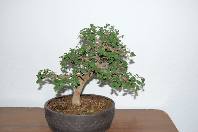 Zelkova de Miguel Angel Cordón Bazán.