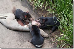 Tasmanian Devil, Taronga Zoo