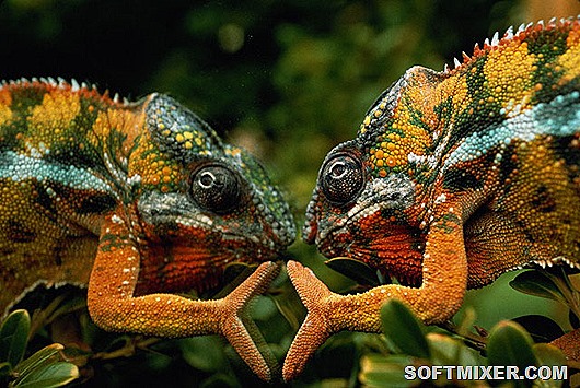 hameleon hameleon