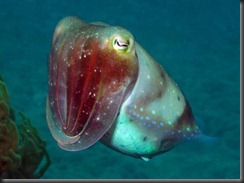deep_sea_cuttlefish