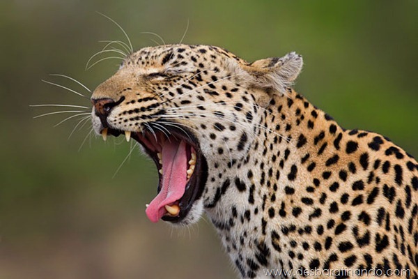 Leopard Yawn Leopard Yawn