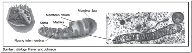 Mitokondria_zona biologi kita