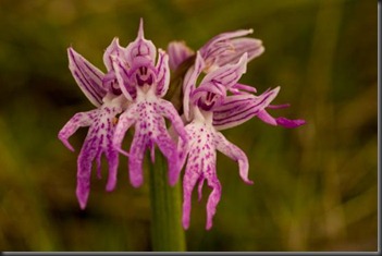 weird-orchis-italica-aka-naked-man-orchid_xcx_frmimg_1342944705-3982