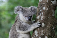 Cute koala