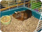 Skittles, from Urbana, Illinois. Cute guinea pig Skittles is in urgent need of rescue. He is up for adoption through the Champaign County Humane Society Skittles, from Urbana, Illinois. Cute guinea pig Skittles is in urgent need of rescue. He is up for adoption through the Champaign County Humane Society