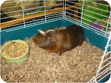Skittles, from Urbana, Illinois. Cute guinea pig Skittles is in urgent need of rescue. He is up for adoption through the Champaign County Humane Society Skittles, from Urbana, Illinois. Cute guinea pig Skittles is in urgent need of rescue. He is up for adoption through the Champaign County Humane Society